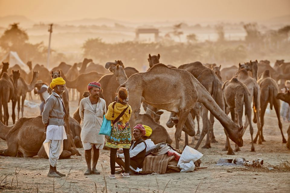 Photo of What makes Pushkar Camel Fair exclusive in Rajasthan? 1/3 by Jaisalmer And Around