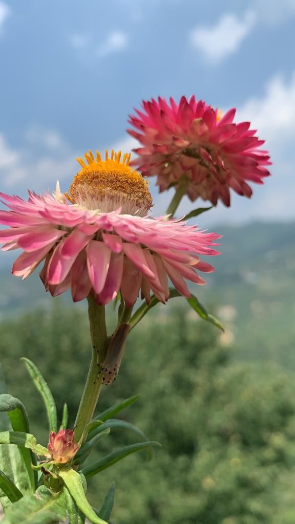 Photo of Camping At Mukteshwar by gagandeep marwah