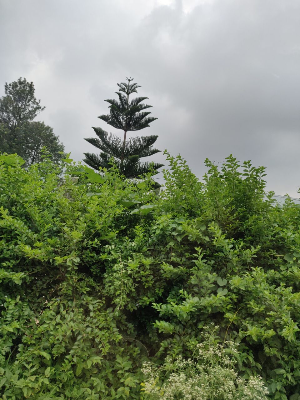Photo of Apple Resorts, Araku Valley, Andhra Pradesh, India by venkat santhosh