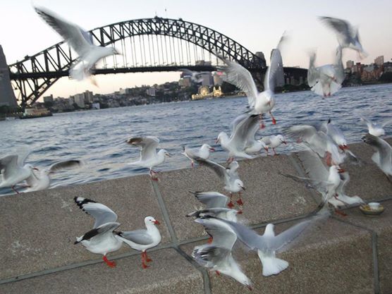 Photo of Sydney, New South Wales, Australia by Teesta Isser