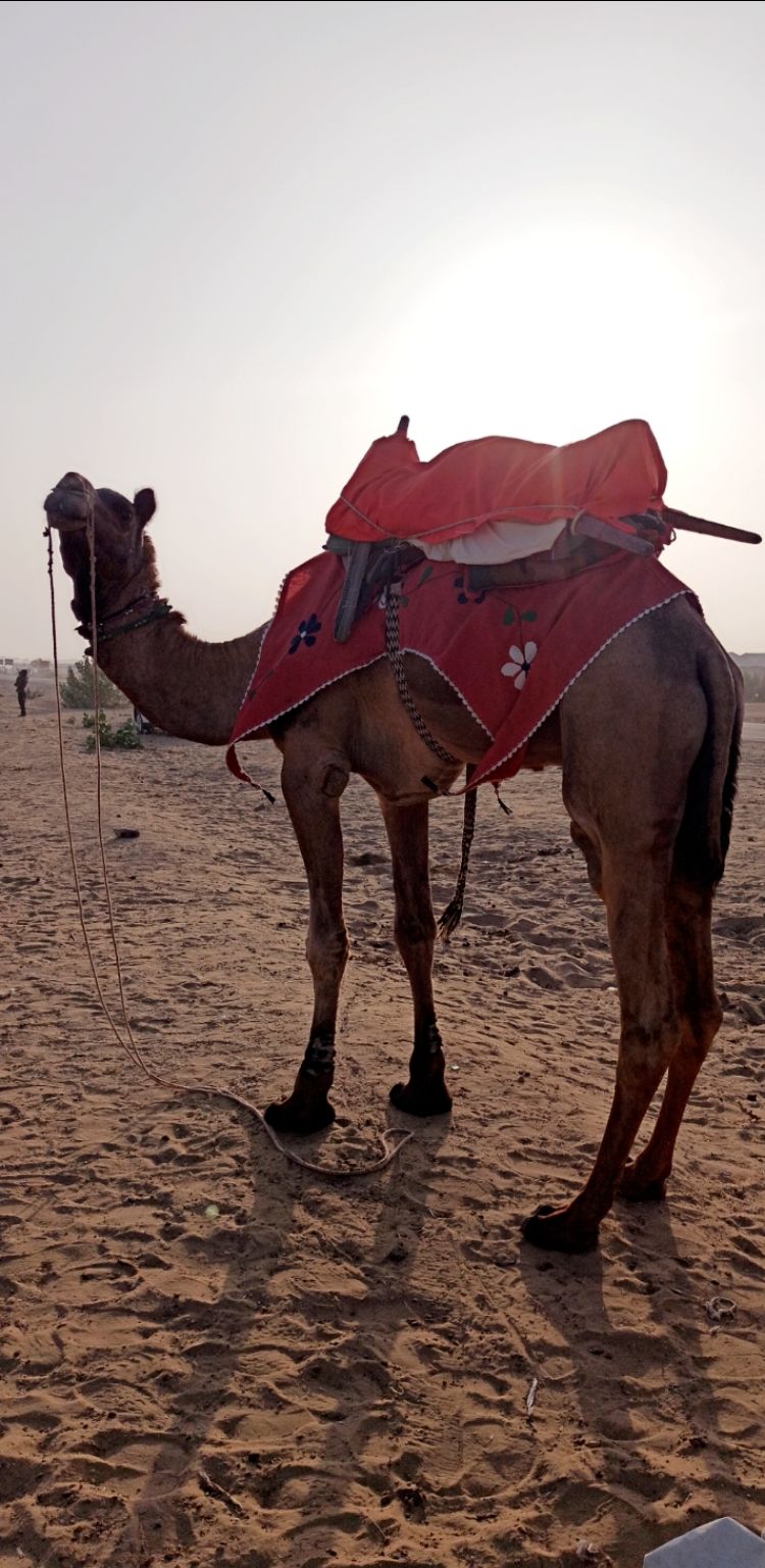 Photo of Jaisalmer by Sarthak Bendel