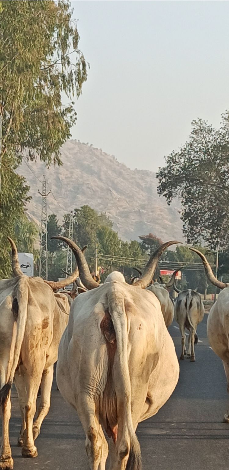 Photo of Mount Abu by Sarthak Bendel