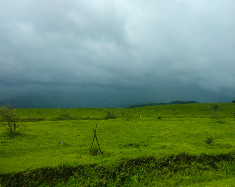Photo of Kaas Plateau of Flowers, Maharashtra by Rujutaa and Mahesh