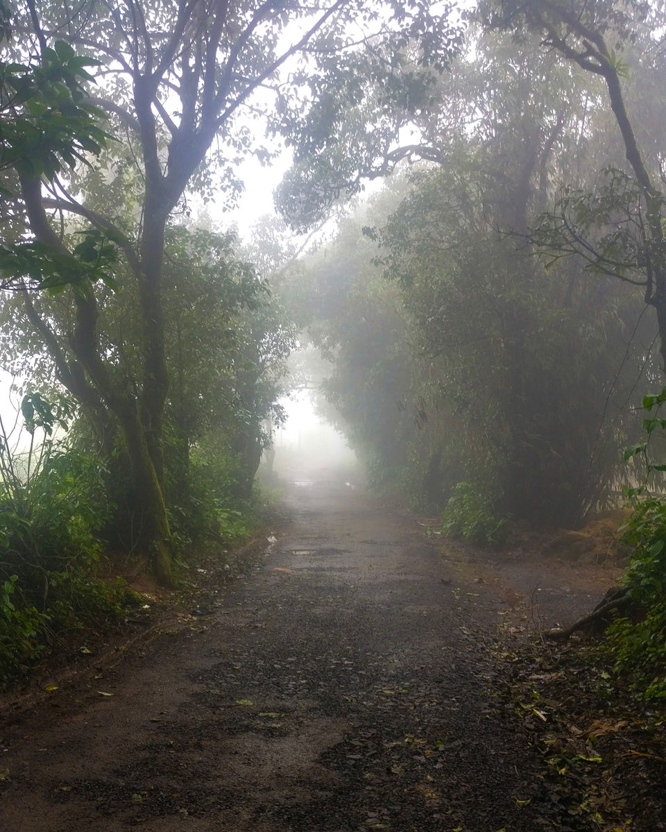 Photo of Kaas Plateau of Flowers, Maharashtra by Rujutaa and Mahesh