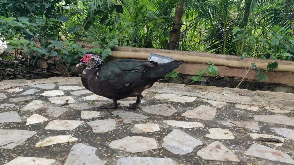 Photo of Essel World Bird Park - Day Trip by TheIndianChineseGuy