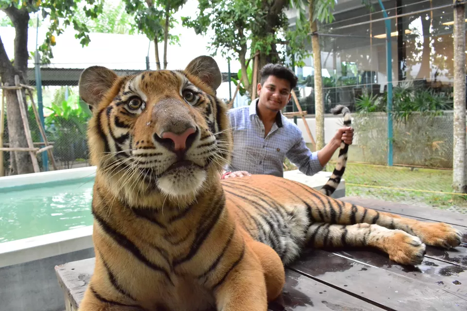 Photo of #Tigerpark #pattaya #Bangkok by Travel with Chirag