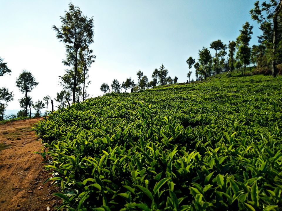 Photo of Wandering solo - Ooty 8/12 by Abhishek Johri