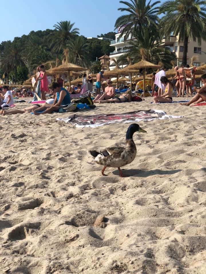 Photo of Sóller, Spain by Kanu Bhatnagar
