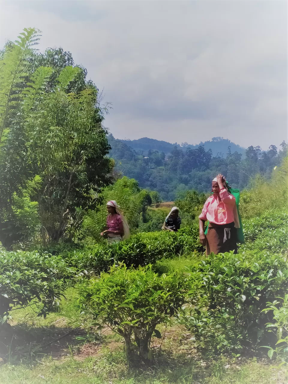 Photo of Adventures in Ella, Sri Lanka by Chathurika Jinadasa
