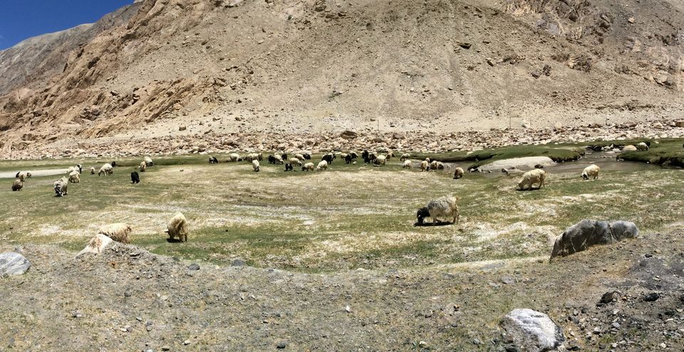 Photo of These Pictures Show Why a Road Trip to Pangong Tso Is Recommended so Often! 3/6 by Pooja Sundrani