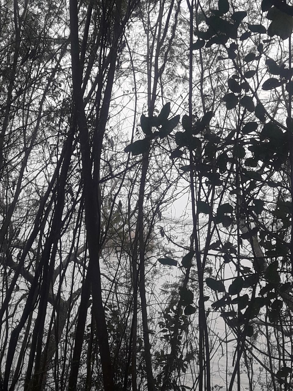 Photo of उत्तर भारत का सबसे बड़ा वेटलैंड, परवासी पंछियों का सर्दियों का रहन बसेरा by Rajwinder Kaur