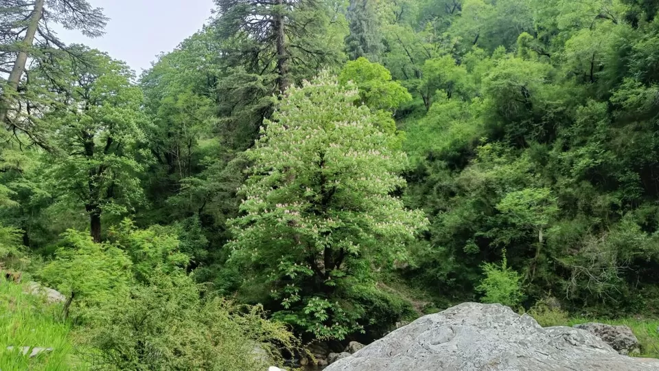 Photo of महाभारत काल की माता हडिंबा के भाई का प्राचीन गांव जहां है tripoto का माइंडफुल रिट्रीट misty wild by Rajwinder Kaur