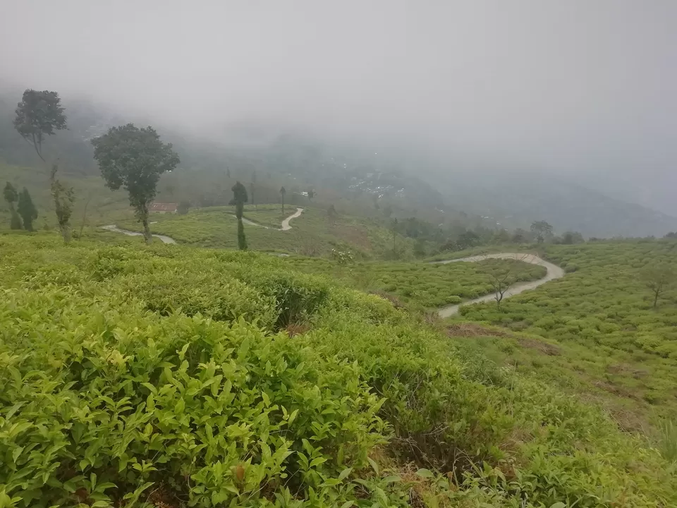 Photo of Tinchuley Gumbadara Viewpoint, Tinchuley Lopchu Road, Tukdah Forest, West Bengal, India by Gypsy