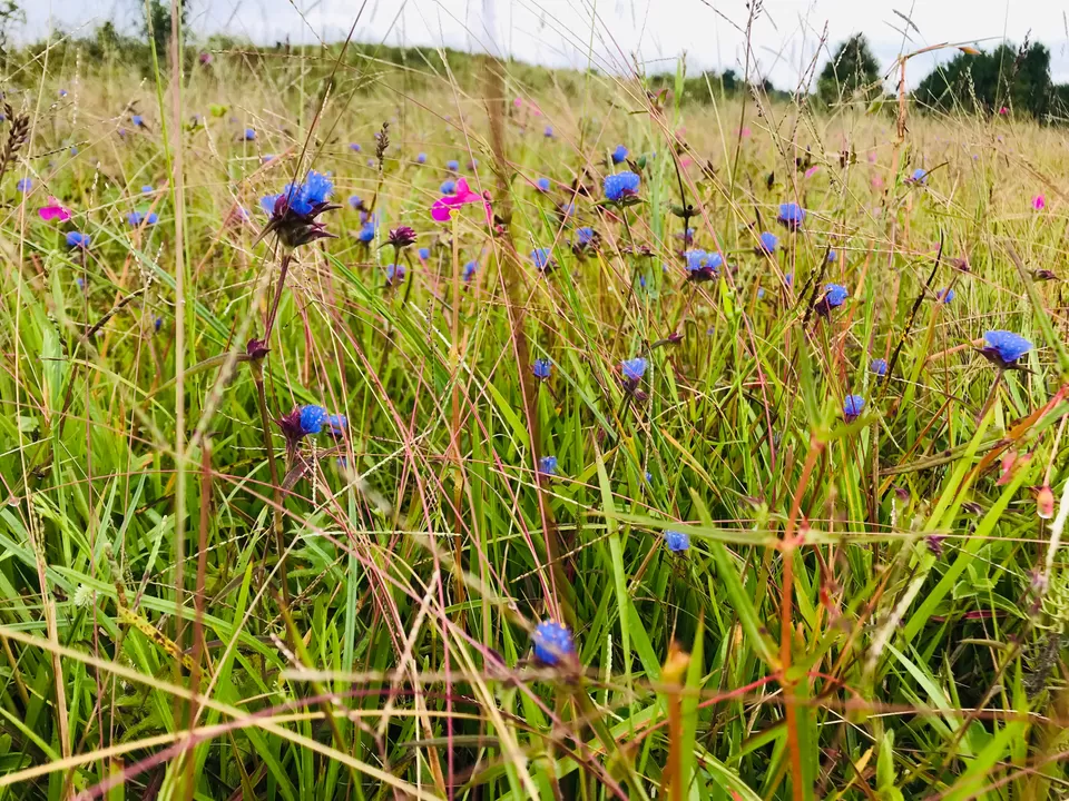 Photo of Jowai, Meghalaya, India by Nagi Reddy Kaipu