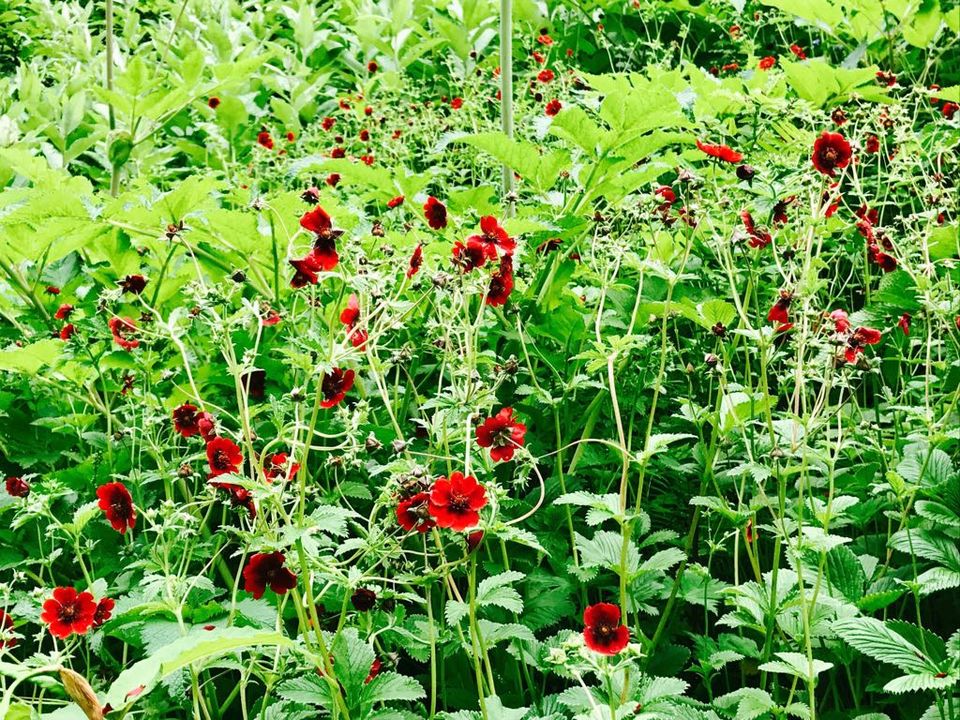 Photo of Valley of Flowers : A Love Affair with the Flowers in the Himalayan Monsoon by nipali.mishra
