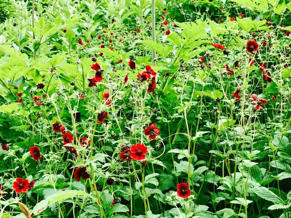 Photo of Valley of Flowers : A Love Affair with the Flowers in the Himalayan Monsoon by nipali.mishra
