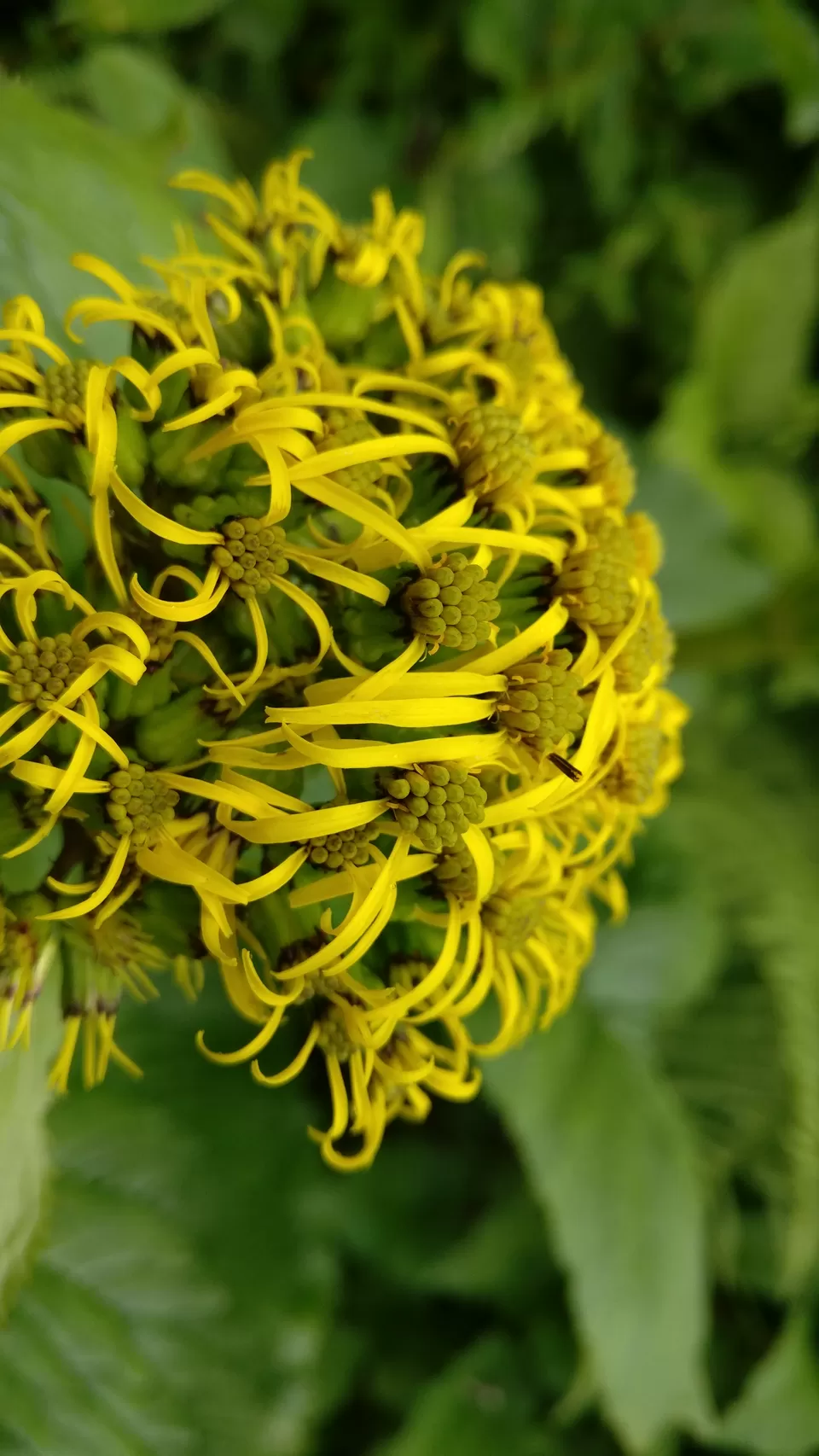 Photo of Valley of Flowers : A Love Affair with the Flowers in the Himalayan Monsoon by nipali.mishra