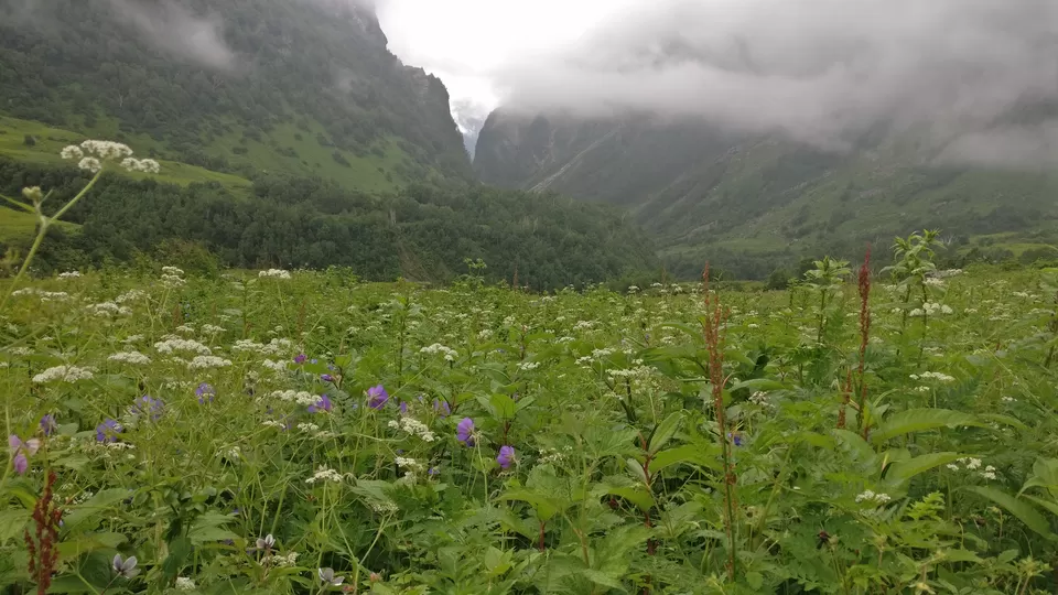 Photo of Valley of Flowers : A Love Affair with the Flowers in the Himalayan Monsoon by nipali.mishra