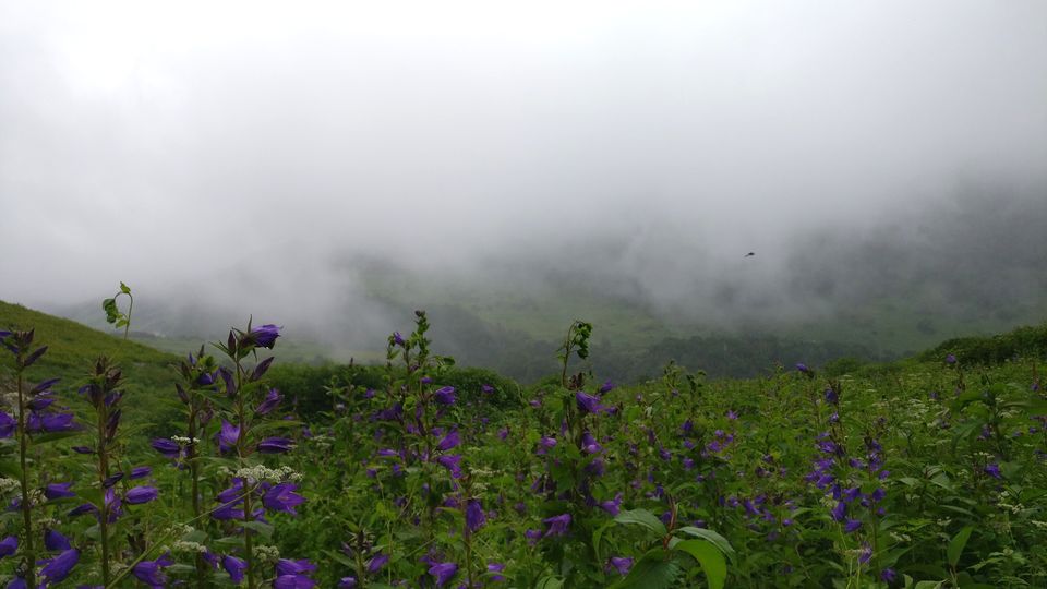 Photo of Valley of Flowers : A Love Affair with the Flowers in the Himalayan Monsoon by nipali.mishra
