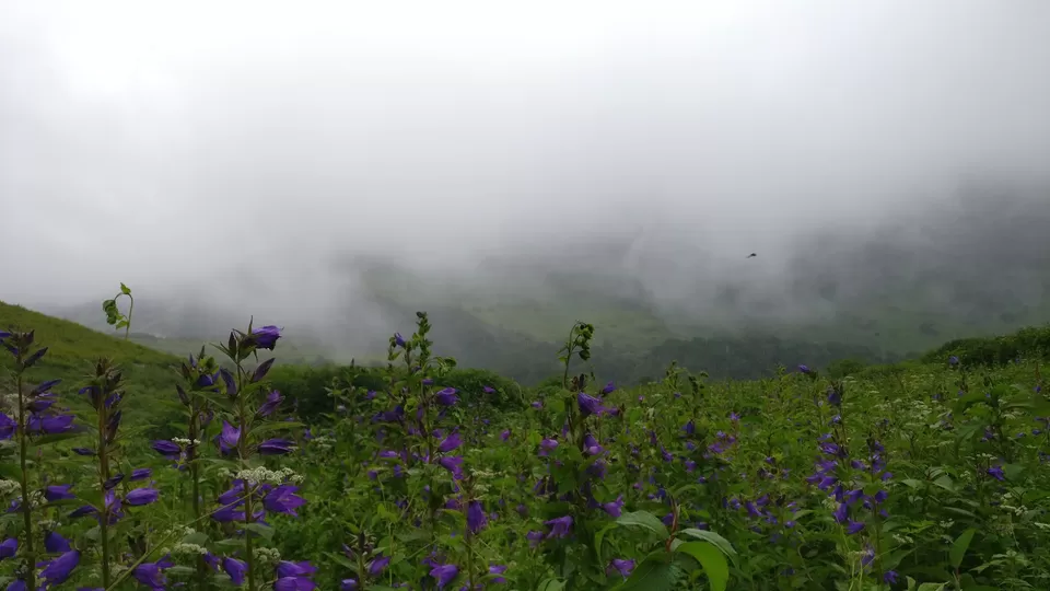 Photo of Valley of Flowers : A Love Affair with the Flowers in the Himalayan Monsoon by nipali.mishra
