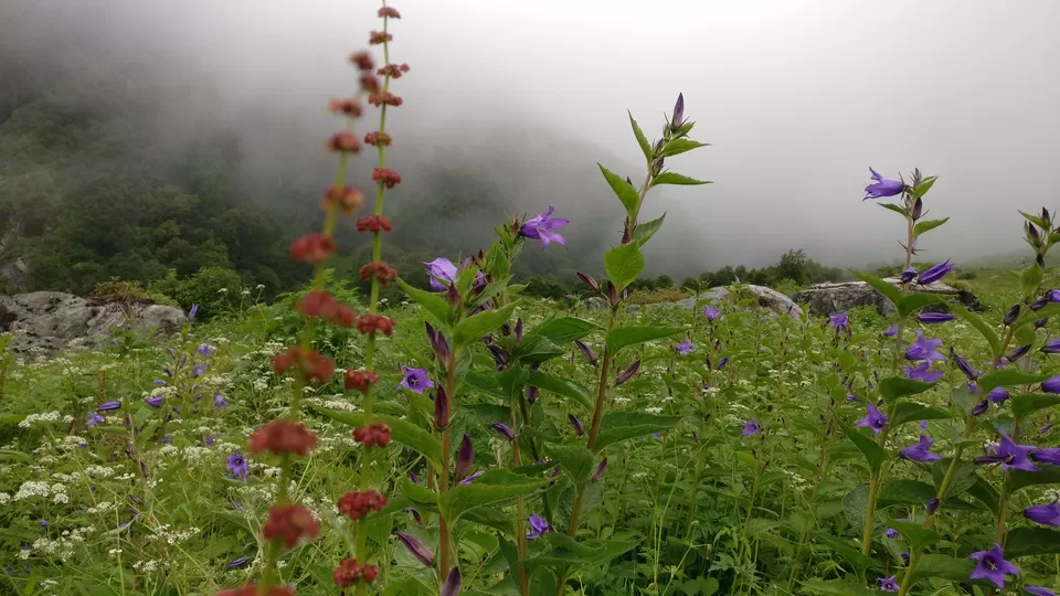 Photo of Valley of Flowers : A Love Affair with the Flowers in the Himalayan Monsoon by nipali.mishra