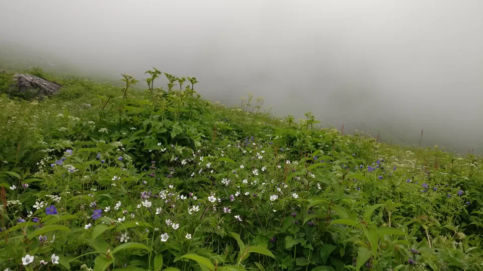 Photo of Valley of Flowers : A Love Affair with the Flowers in the Himalayan Monsoon by nipali.mishra