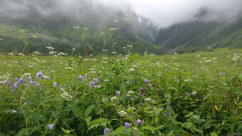 Photo of Valley of Flowers : A Love Affair with the Flowers in the Himalayan Monsoon by nipali.mishra