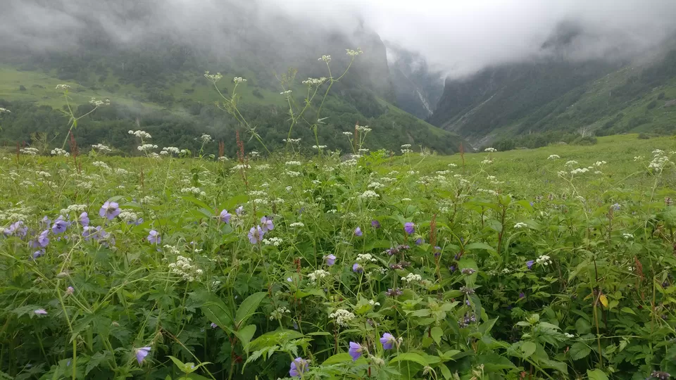 Photo of Valley of Flowers : A Love Affair with the Flowers in the Himalayan Monsoon by nipali.mishra