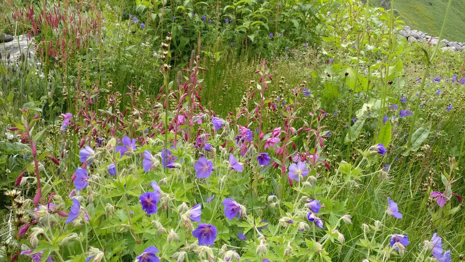 Photo of Valley of Flowers : A Love Affair with the Flowers in the Himalayan Monsoon by nipali.mishra