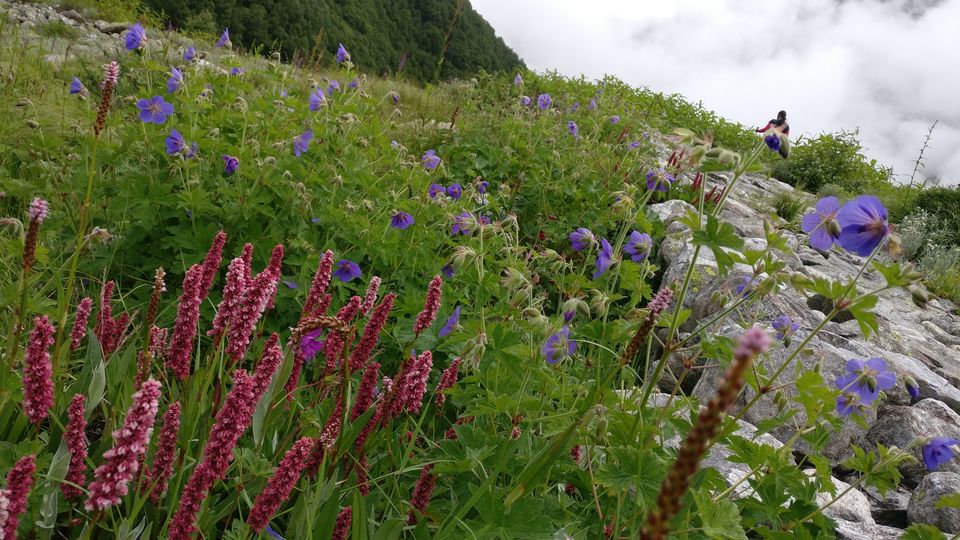 Photo of Valley of Flowers : A Love Affair with the Flowers in the Himalayan Monsoon by nipali.mishra