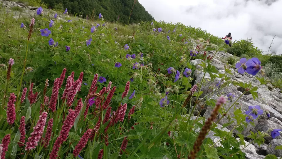 Photo of Valley of Flowers : A Love Affair with the Flowers in the Himalayan Monsoon by nipali.mishra