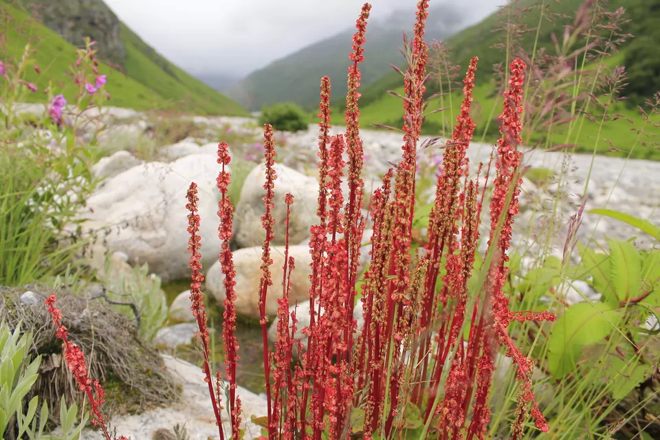Photo of Valley of Flowers : A Love Affair with the Flowers in the Himalayan Monsoon by nipali.mishra