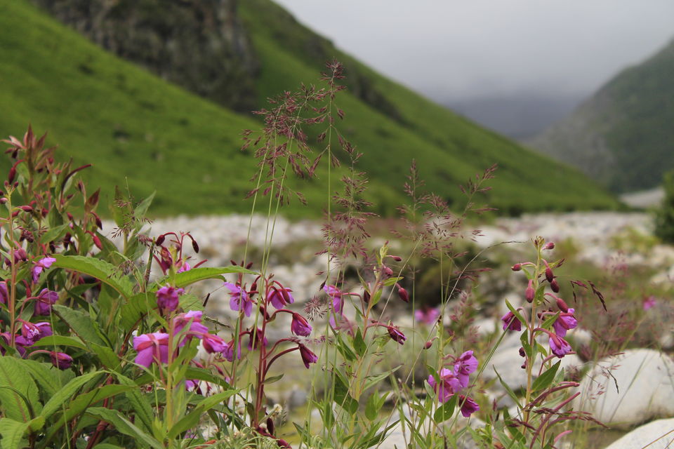 Photo of Valley of Flowers : A Love Affair with the Flowers in the Himalayan Monsoon by nipali.mishra