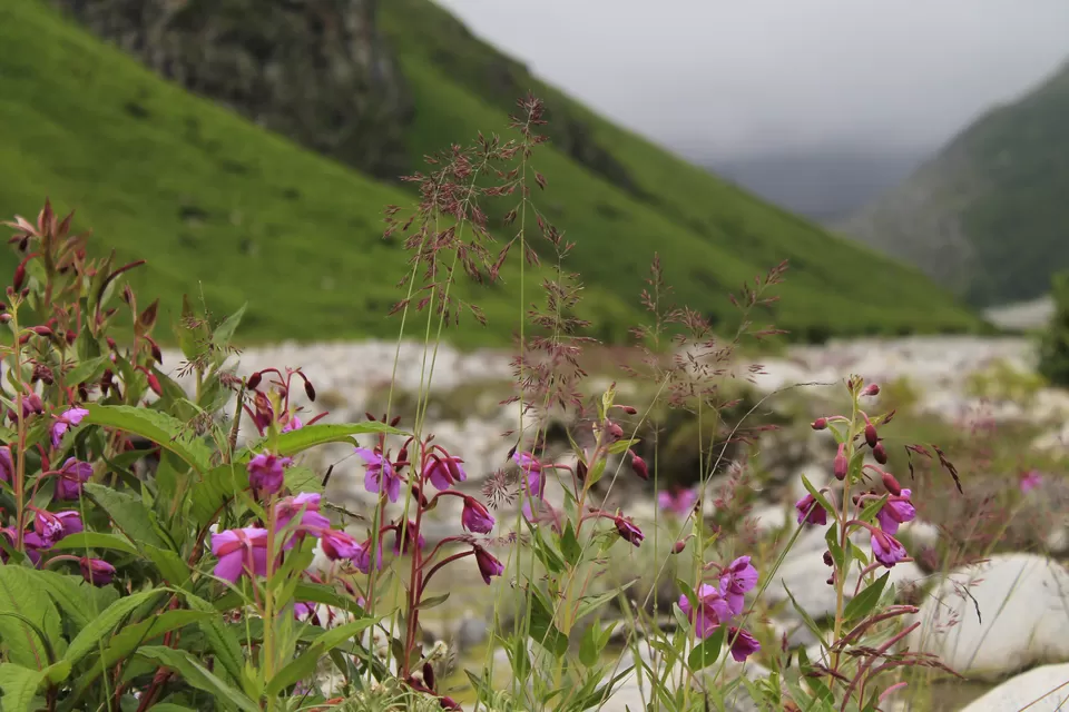 Photo of Valley of Flowers : A Love Affair with the Flowers in the Himalayan Monsoon by nipali.mishra