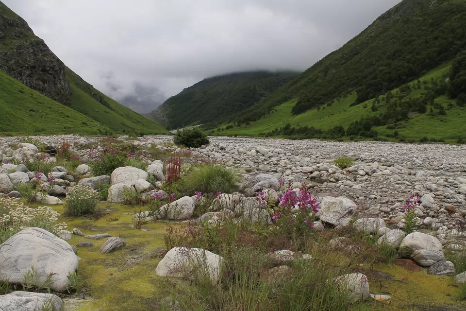 Photo of Valley of Flowers : A Love Affair with the Flowers in the Himalayan Monsoon by nipali.mishra