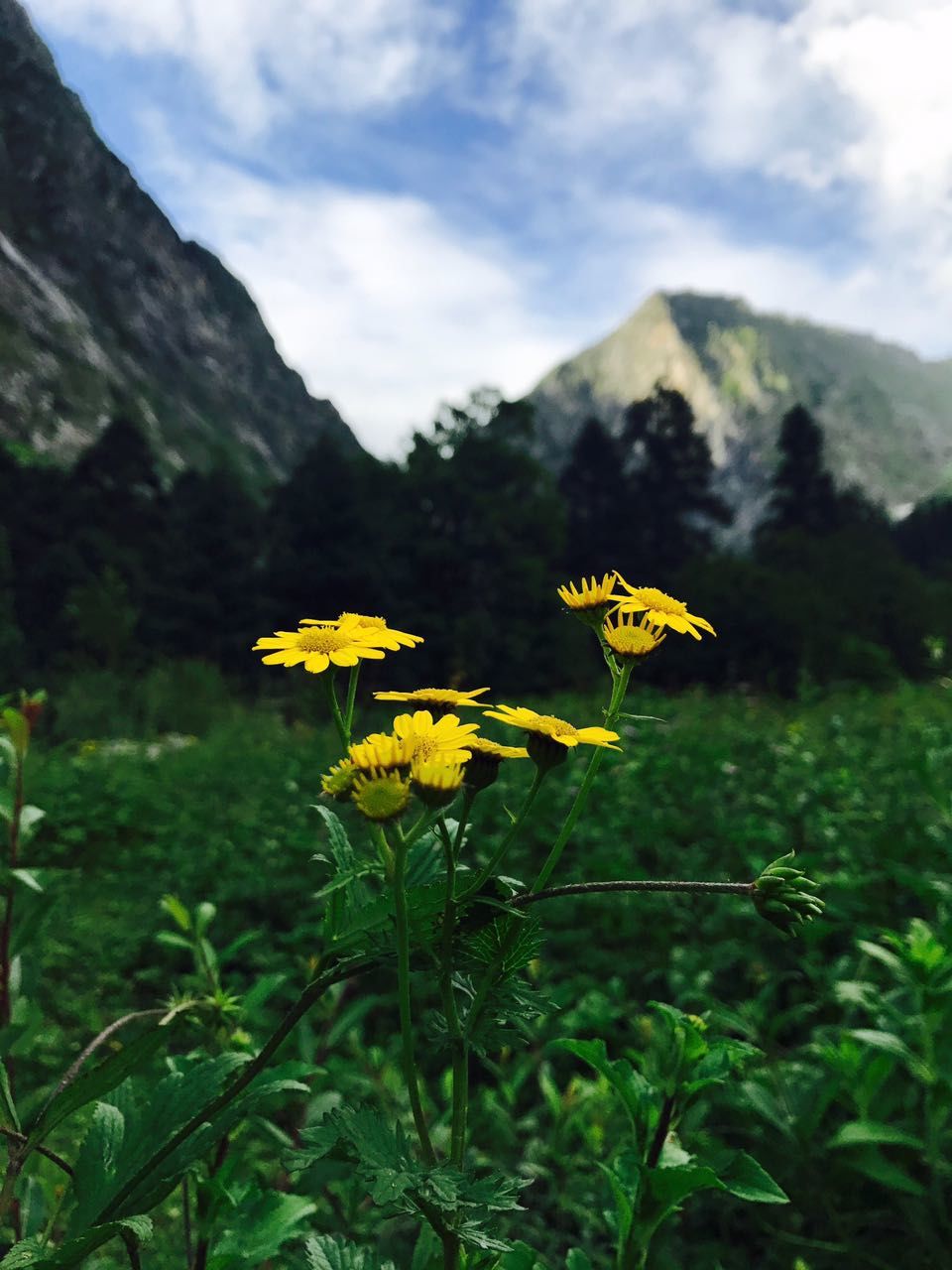 Photo of Ghangaria, Uttarakhand, India by nipali.mishra