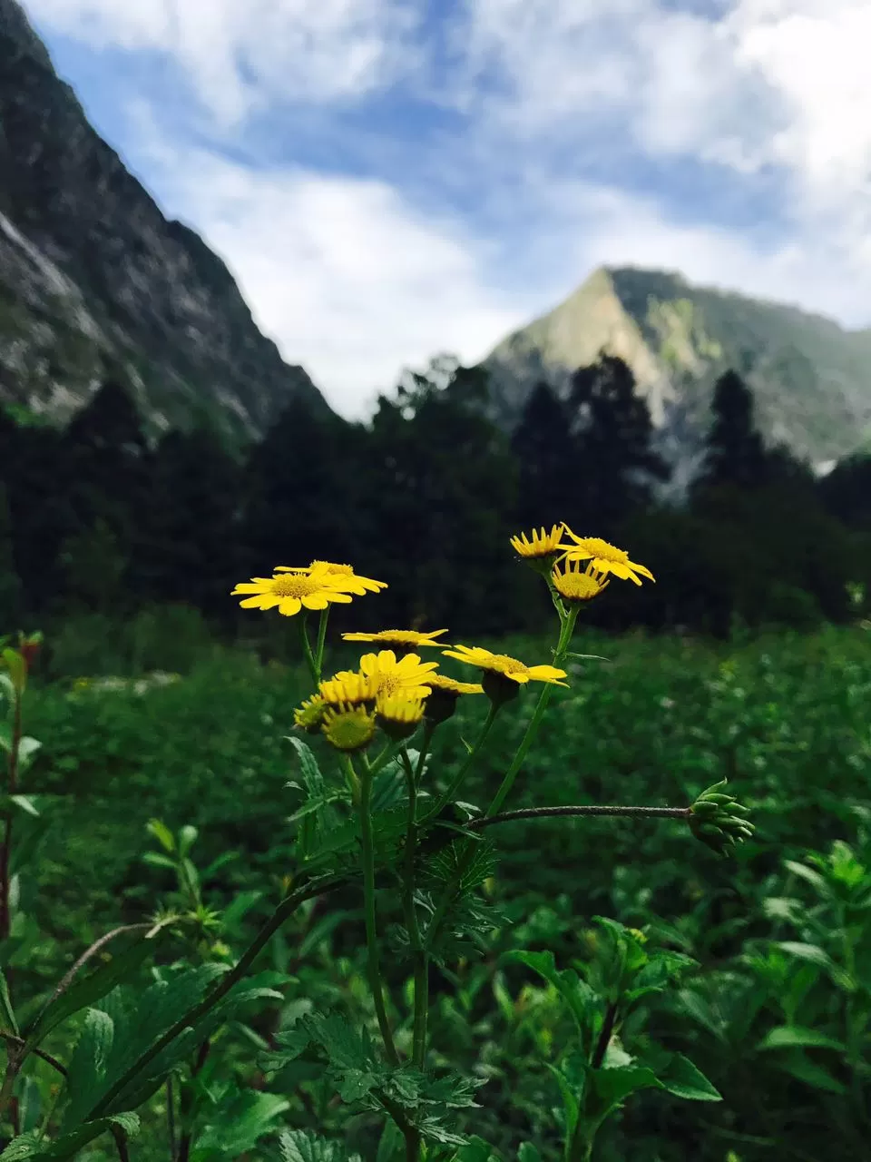 Photo of Ghangaria, Uttarakhand, India by nipali.mishra