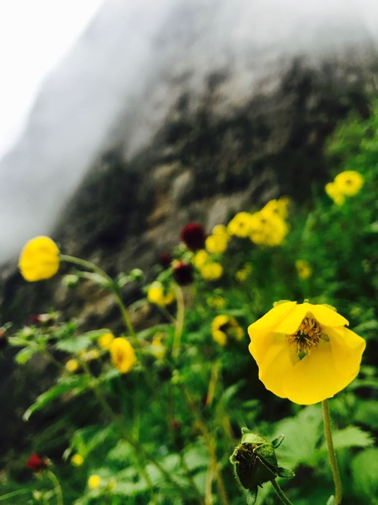 Photo of Valley of Flowers : A Love Affair with the Flowers in the Himalayan Monsoon by nipali.mishra