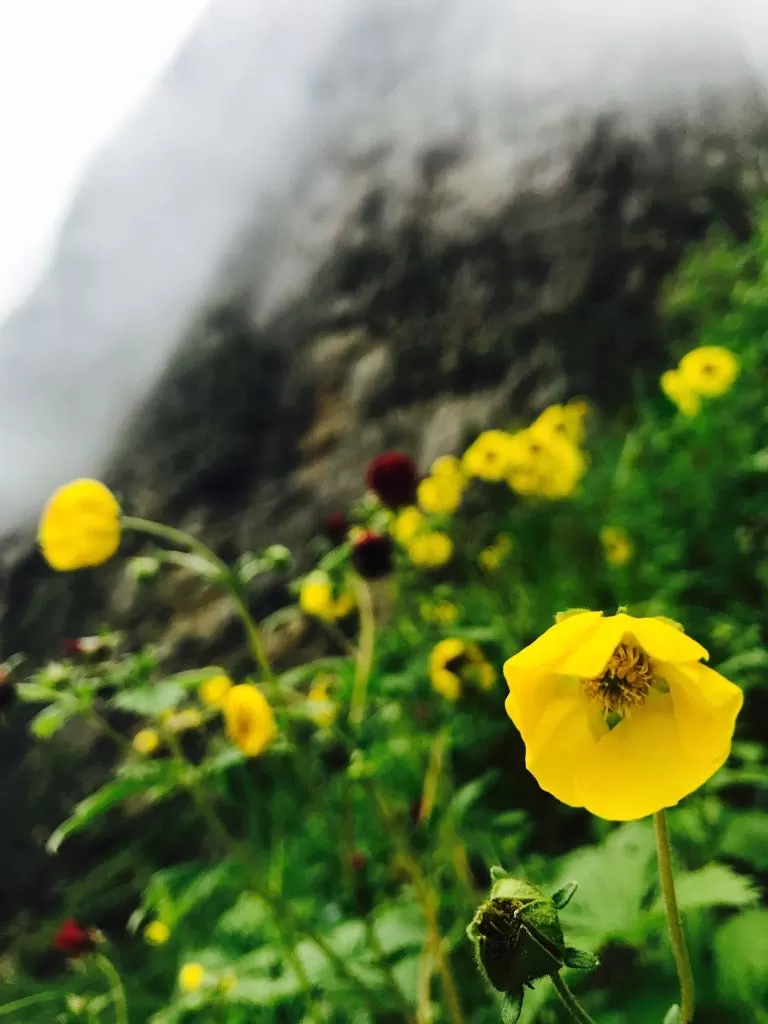 Photo of Valley of Flowers : A Love Affair with the Flowers in the Himalayan Monsoon by nipali.mishra