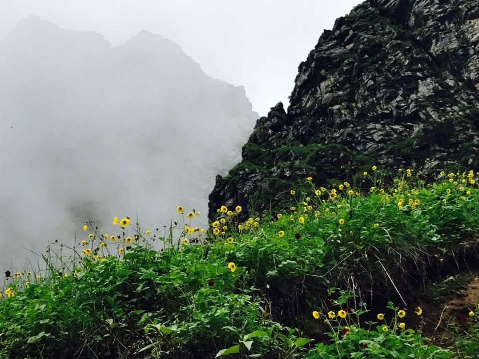 Photo of Valley of Flowers : A Love Affair with the Flowers in the Himalayan Monsoon by nipali.mishra