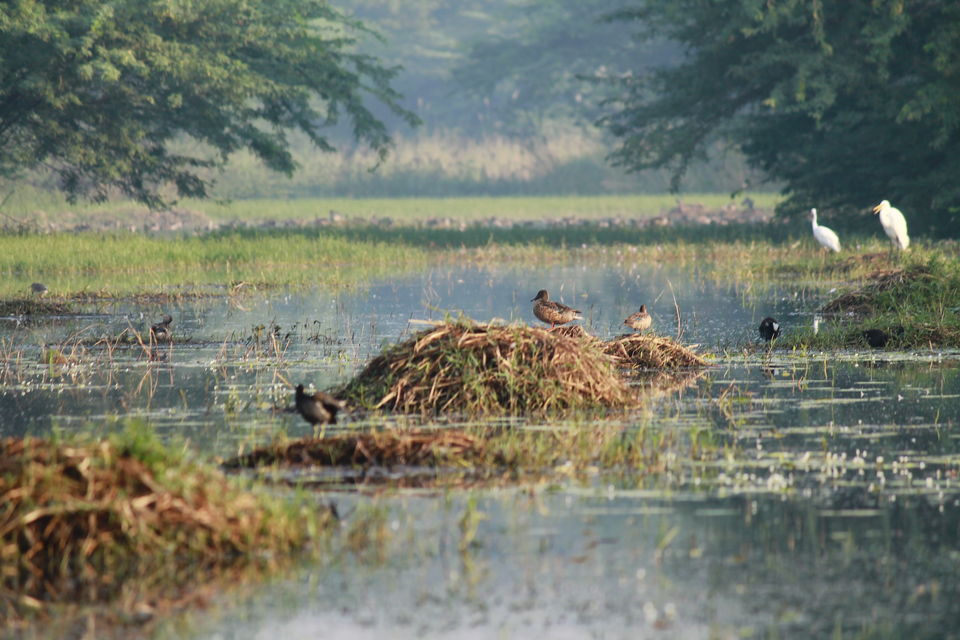 Photo of A Small Avian Universe near the Concrete Jungle: Sultanpur Bird Sanctuary by nipali.mishra