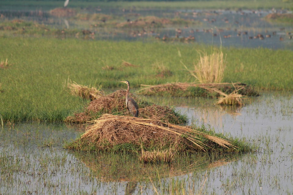 Photo of A Small Avian Universe near the Concrete Jungle: Sultanpur Bird Sanctuary 1/13 by nipali.mishra