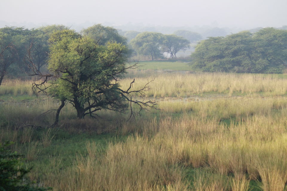 Photo of A Small Avian Universe near the Concrete Jungle: Sultanpur Bird Sanctuary 2/13 by nipali.mishra