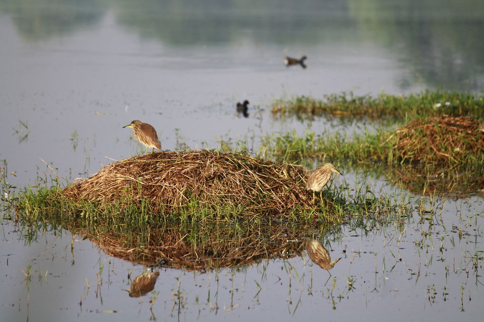 Photo of A Small Avian Universe near the Concrete Jungle: Sultanpur Bird Sanctuary 4/13 by nipali.mishra