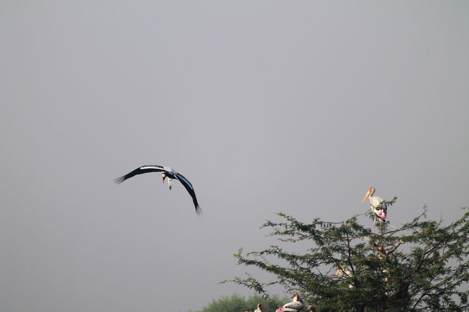 Photo of A Small Avian Universe near the Concrete Jungle: Sultanpur Bird Sanctuary 5/13 by nipali.mishra
