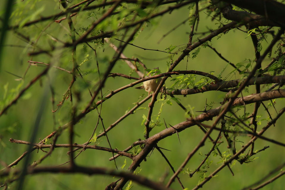 Photo of A Small Avian Universe near the Concrete Jungle: Sultanpur Bird Sanctuary 6/13 by nipali.mishra