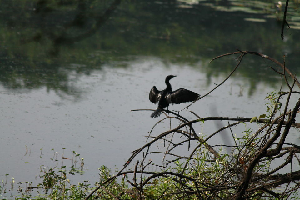 Photo of A Small Avian Universe near the Concrete Jungle: Sultanpur Bird Sanctuary 9/13 by nipali.mishra
