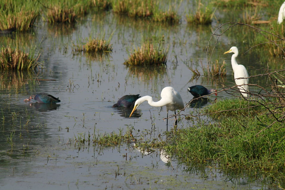 Photo of A Small Avian Universe near the Concrete Jungle: Sultanpur Bird Sanctuary 7/13 by nipali.mishra