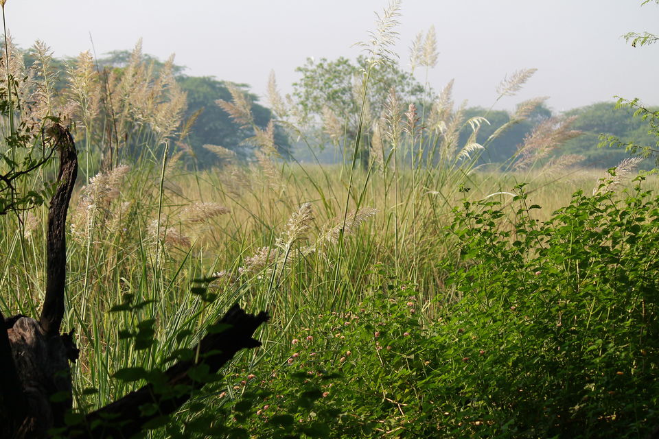 Photo of A Small Avian Universe near the Concrete Jungle: Sultanpur Bird Sanctuary 8/13 by nipali.mishra