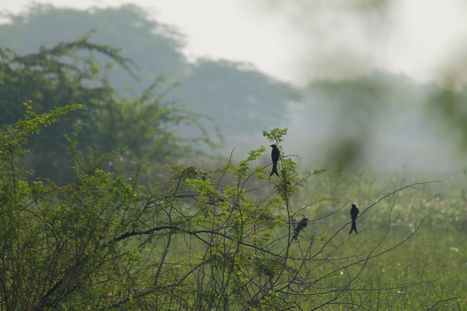 Photo of A Small Avian Universe near the Concrete Jungle: Sultanpur Bird Sanctuary 12/13 by nipali.mishra